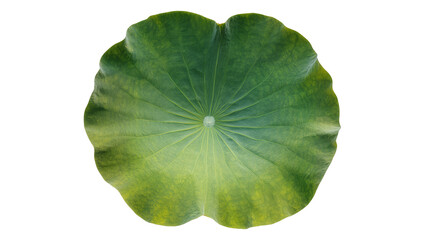 Large green lotus leaf with radiating veins, isolated on transparent background © Miguel