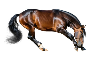 Brown horse with black mane and tail bowing head, isolated on transparent background © Miguel