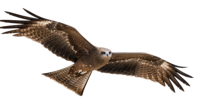 Brown kite bird with spread wings flying, isolated on transparent background