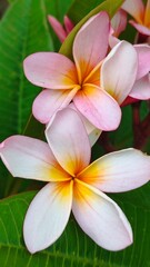 Obraz premium frangipani flower on green background