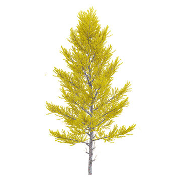 collection of American larch tree with realistic style