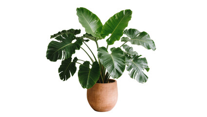 Large green philodendron plant in a terracotta pot, isolated on transparent background © Miguel