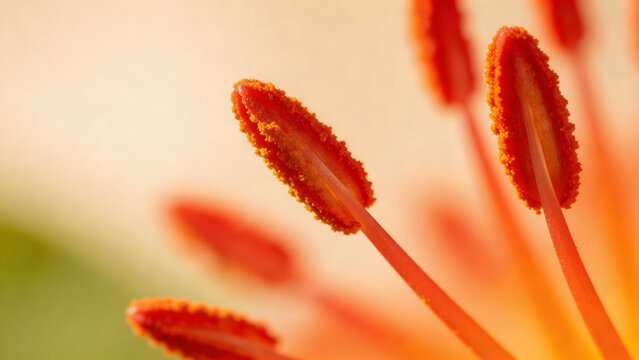 Closeup of orange flower stamens