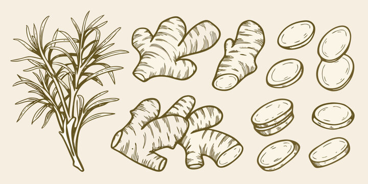 Ginger root and leaves illustration botanical line drawing