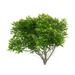 Obraz premium collection of edgeworthia paperbush tree on transparent canvas