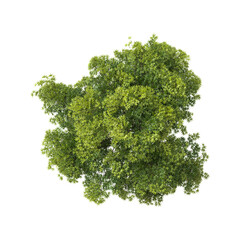 Fototapeta premium collection of Elm Tree on transparent canvas from top view