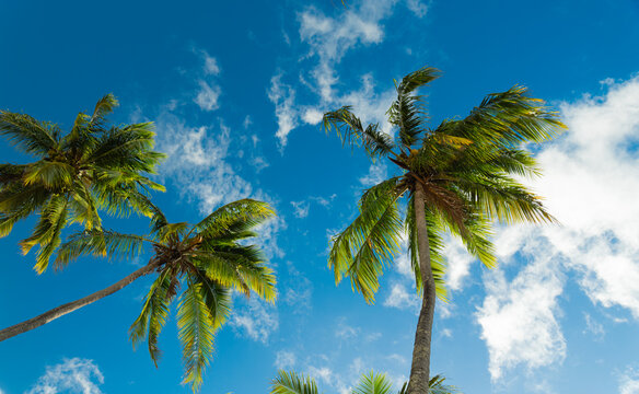 Coconut Palm Tree on Tropical Beach in Para&iacute;ba, Brazil (Coqueiro em praia tropical na Para&iacute;ba, Brasil)