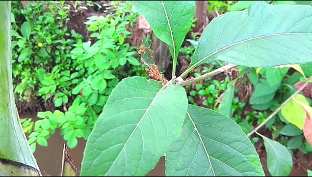 The footage shows a group of ants working on a tree branch, with a river flowing underneath.