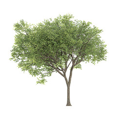 Obraz premium collection of Locusts plant on transparent canvas