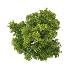 Obraz premium Green Elm Tree isolated on Canvas from top view