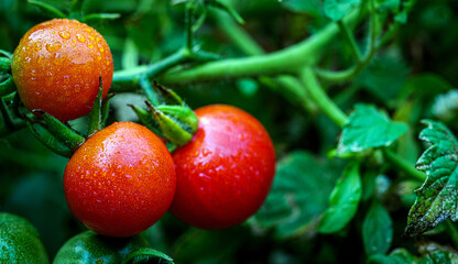Fresh Red Tomatoes Growing on vine with droplets on Organic Garden © NARONG