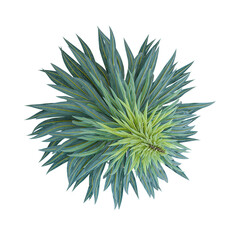 Obraz premium Green jewels palntisolated on Canvas from top view
