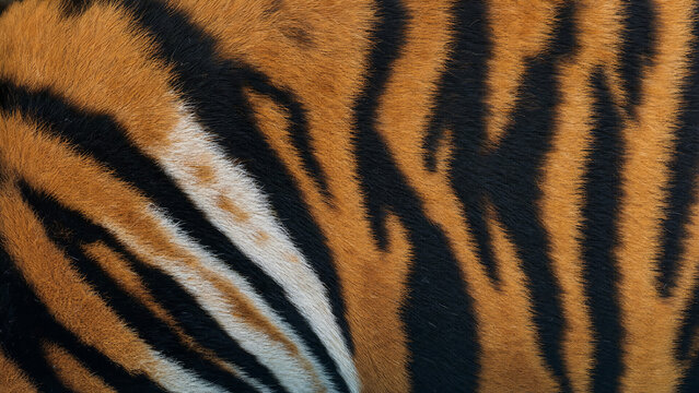 tiger fur photography clean and professional