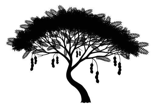 Black Silhouette Tamarind Tree with Hanging Pods and Detailed Branches Nature Vector Illustration