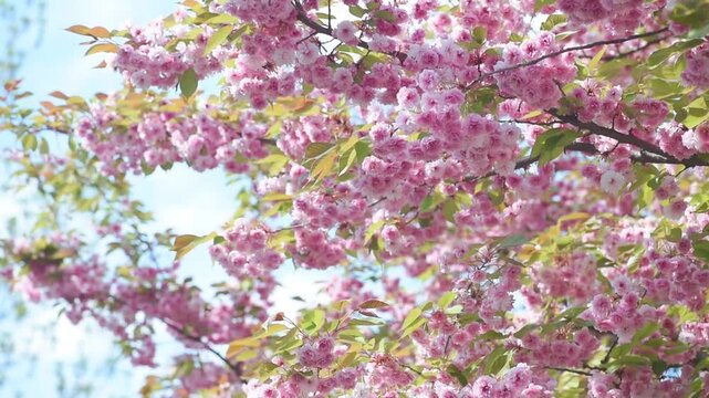 Japanese Sakura blossom on sky background, branches in full bloom, pink flowers blooming in spring garden, springtime flowering cherry tree, sunny beautiful nature landscape.