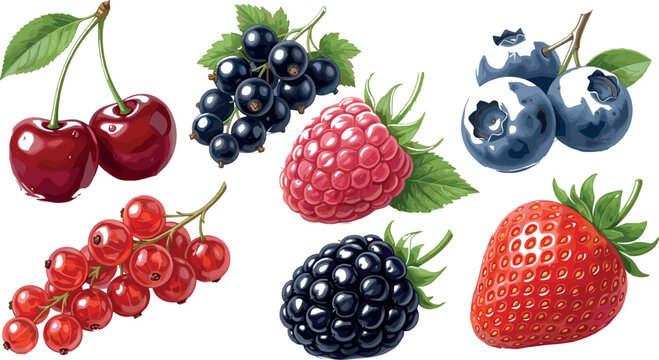 Fresh summer berry vector illustration collection set featuring realistic strawberry blueberry raspberry cherry blackberry blackcurrant and redcurrant isolated on white background.