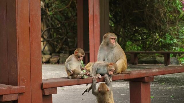 Macaque Monkey Mother With Infants. A macaque mother sits calmly while her three infants interact around her.
