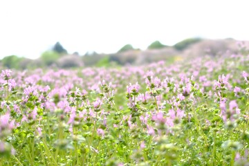 Obraz premium Spring flower field