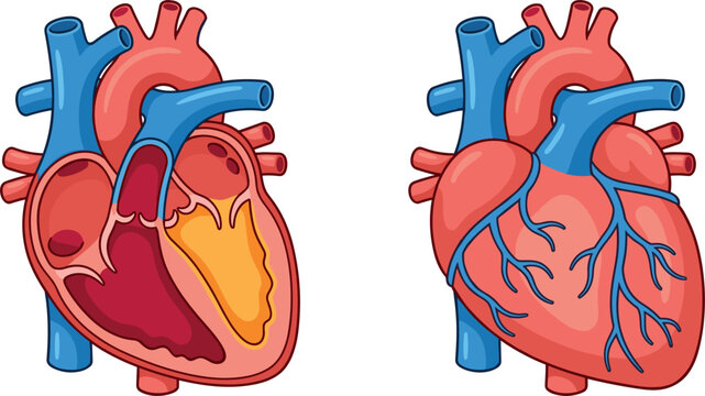 Human heart anatomy vector illustration set featuring realistic cross section diagram showing chambers alongside external cardiac structure view isolated on white background.