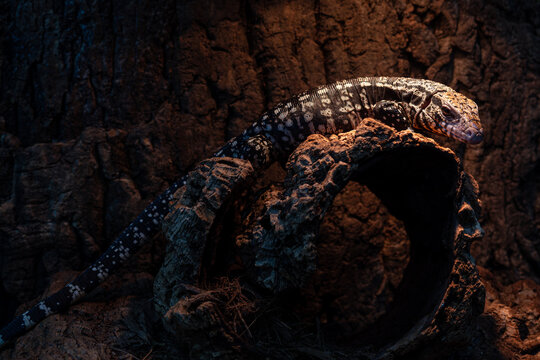 Tegu lizard on the trunk being warmed by the lamp.
