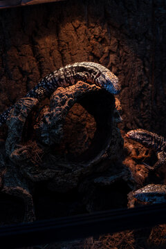Tegu lizard on the trunk being warmed by the lamp_vertical.