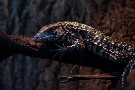 Tegu lizard resting on the trunk and being warmed by the lamp.