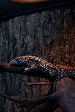 Tegu lizard resting on the trunk and being warmed by the lamp_vertical.