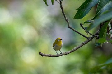 Obraz premium This small bird features a distinct white eye-ring, olive-yellow upperparts, and a pale underbelly. It is perched on a slender tree branch amidst green foliage with food in its beak.