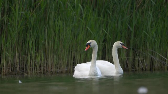 Mute Swans Resting by Reeds with Mallards Flying Past - 4K Wildlife Slow Motion