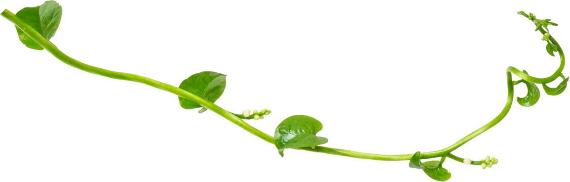 Fresh green binahong or heartleaf madeira vine (Anredera cordifolia) isolated on transparent background, PNG.
