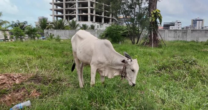 close up of a white cow grazes on a patch of wild, green grass in the foreground, contrasted sharply against the stark, concrete skeleton of an unfinished high rise building looming in the background