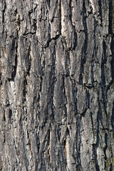 Fototapeta premium Eastern black walnut bark detail - Latin name - Juglans nigra