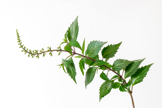 Blooming kidney tea plant or java tea branch with white flowers for herbal medicine illustration.