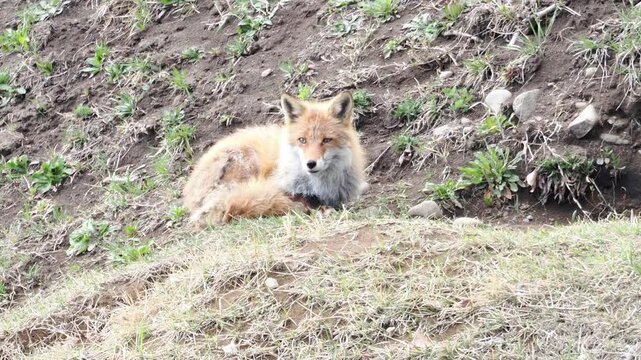 巣穴の前で警戒するキタキツネ