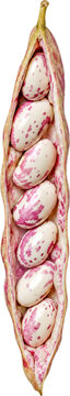 Fresh Ice Cream Bean pod with seeds isolated on transparent background