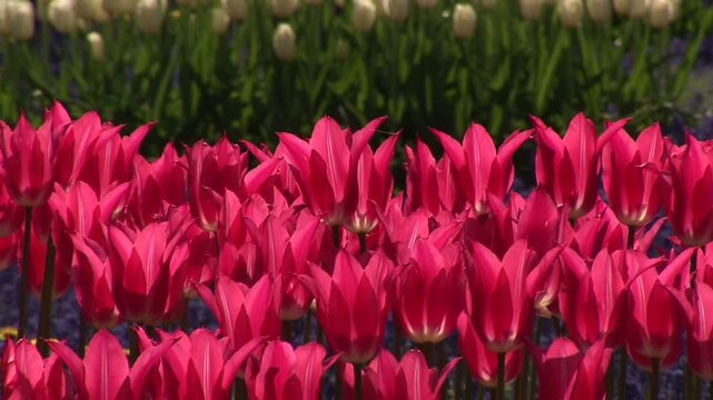 風に揺れるピンクのチューリップ