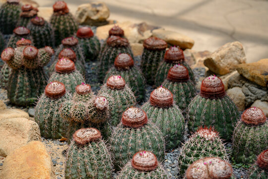 Numerous round green barrel cacti with prominent fuzzy reddish-brown cephaliums dot a gravel landscape. Small pink flowers or fruits emerge from their tops, showcasing growth under daylight