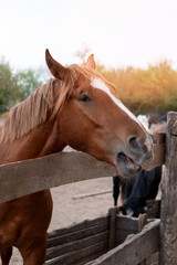 Fototapeta premium portrait of a brown chestnut horse running in paddock and nature