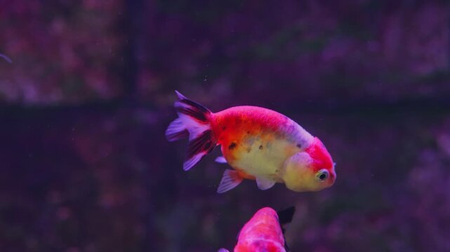 Two colorful fancy goldfish swim gently in an indoor aquarium with a blurred purple background.