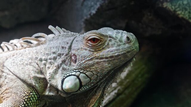 A detailed portrait of a large grey-green iguanaarea.