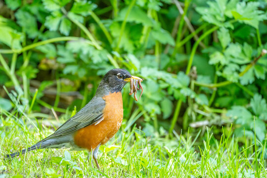 American robin carrying earthworms on lawn