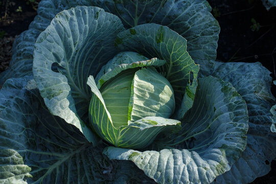 Close up of fresh organic green cabbage head growing in the garden