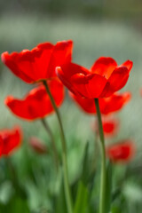 Obraz premium Red tulips in sunlight on blurred green background, soft selective focus, vertical