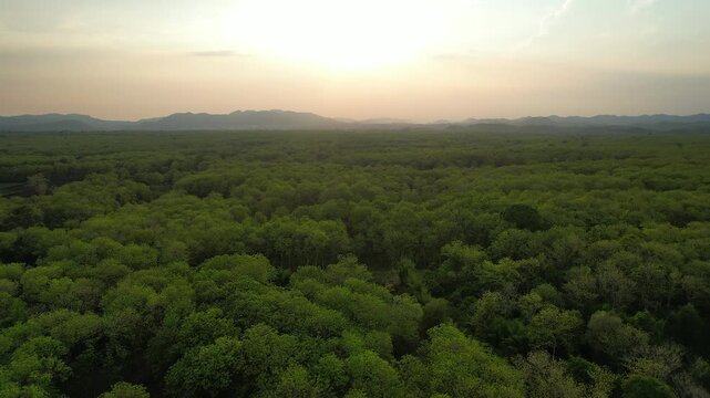 Lush green teak forests and abundant teak trees.