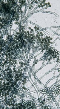 Exploring virus fungus and parasite interactions under magnific ultrarealistic microscope laboratory scientific study close-up