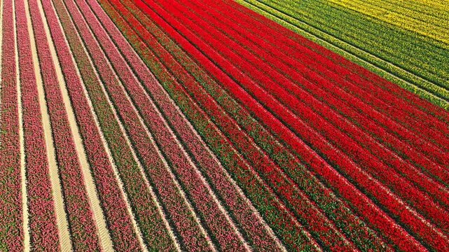 Tractor cultivating the soil for planting crops during a sunny and dry springtime day. Aerial view drone footage from directly above.