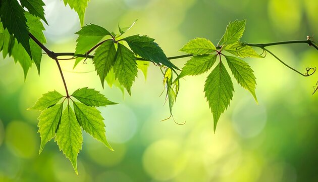 Vibrant green vine with palmate leaves against a blurred, sunny, bokeh-filled natural background
