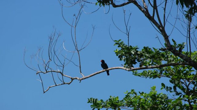 Oriental Dollarbird (Eurystomus orientalis) Perch, Takeoff and Return Behavior with Head Movements and Turn Around Hop in Tropical Forest, Palawan Philippines