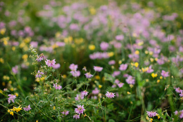 Obraz premium Pink and yellow wildflowers blooming in green meadow