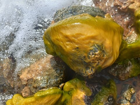 Colpomenia sinuosa, a type of brown algae often known as imitation bubble algae or oyster thief that lives on rocks